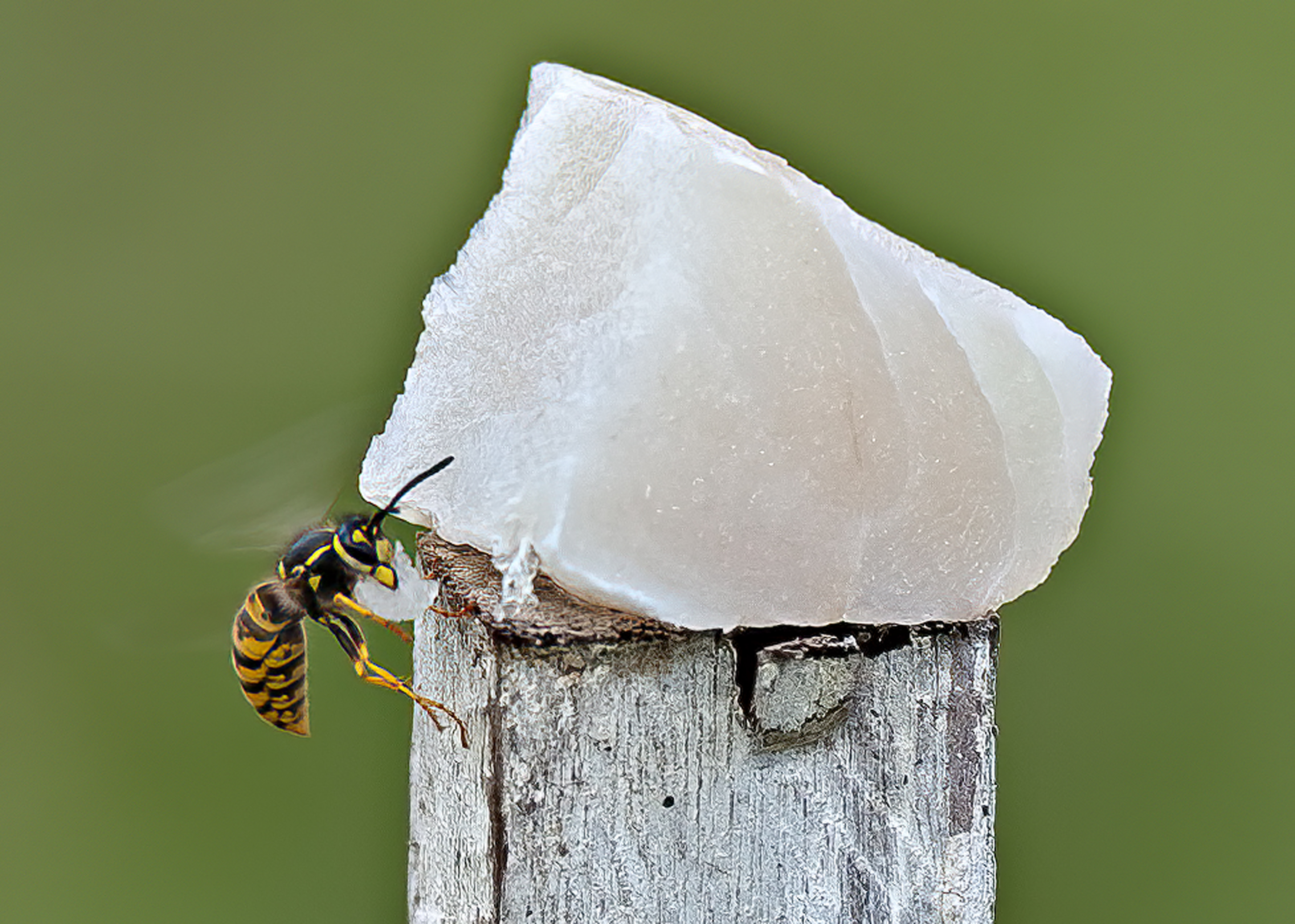 European wasp on fish bait