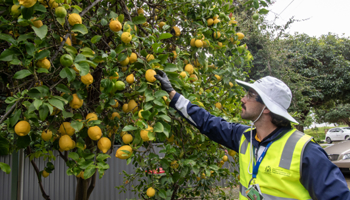 Biosecurity officer checking fruit tree