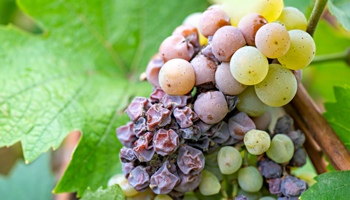 Bunch of grapes on the vine with bitter rot disease