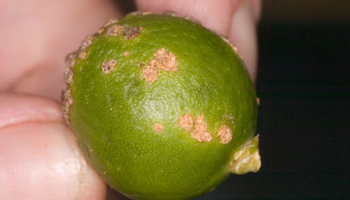 A green lime with crater-like lesions on the surface