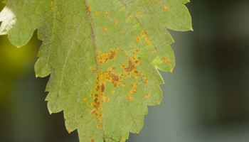 Grape vine rust of leaf