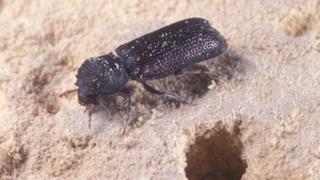 Adult beetle (cylindrical, reddish brown to brownish black) on wood