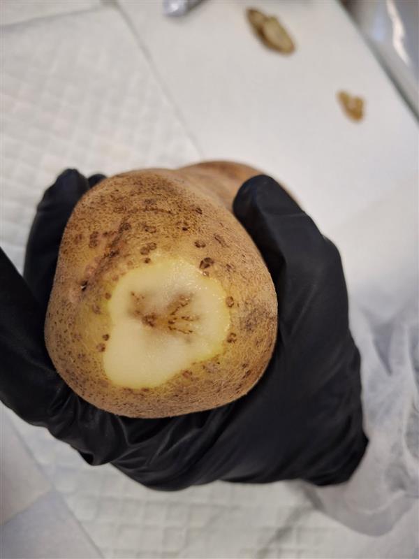 PMTV in cut potato
