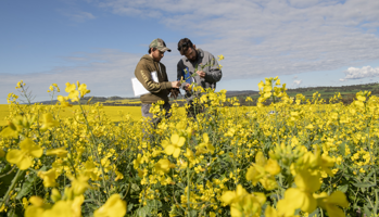 Two people standing amongst a canola crop, looking closely at a flowering plant