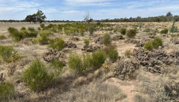 Saltland