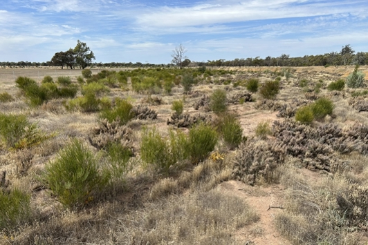 Saltland