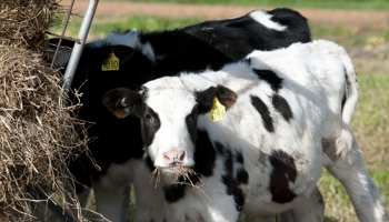 Calves grazing on hay in green field