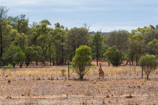 Soil and land with kangaroo