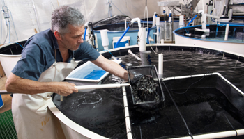 Person grading barramundi in hatchery tank