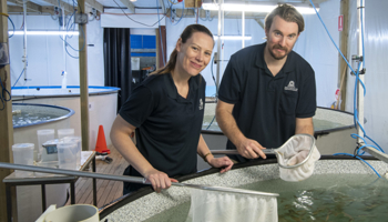 DPIRD aquaculture technical officers working on Sustainable Aquatic Ecosystems hatchery tanks