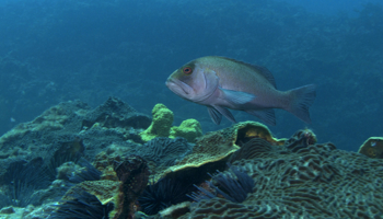 Breaksea cod underwater with a coral reef in the foreground