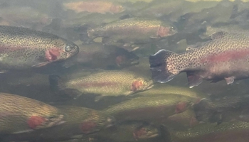 Underwater image of rainbow trout