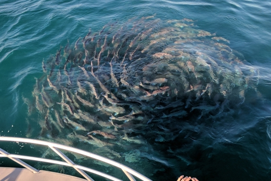 Pink snapper spawning gyre in WA