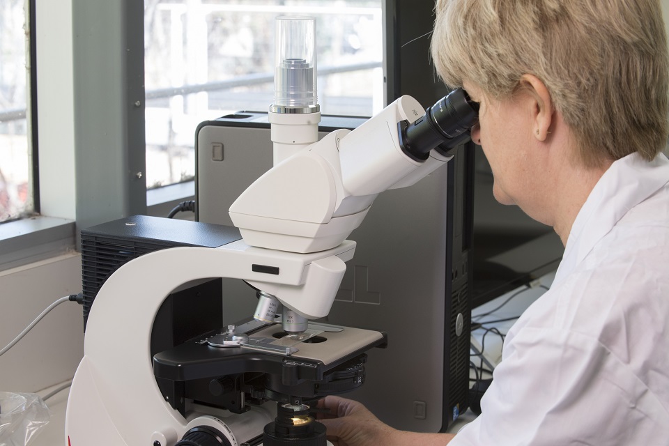 Scientist looking into microscope   Scientist looking into microscope