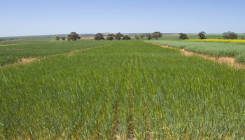 Scenic fields of green barley crops with clear blue skies