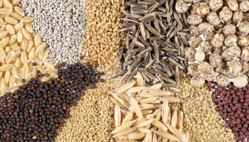 Variety of seeds